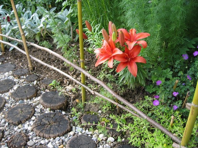 Lilium nano dwarf  Crimson Pixie